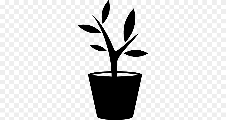 Plant In A Pot, Leaf, Potted Plant, Person Free Png Download