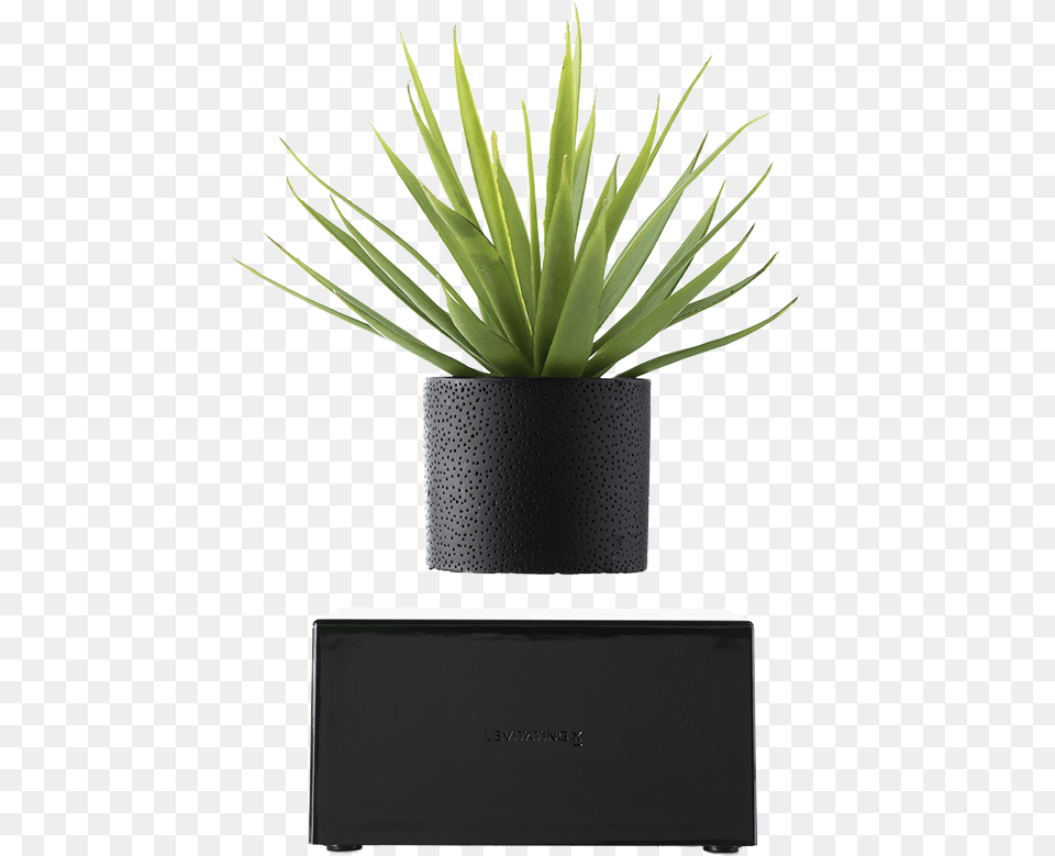 Plant In Black Vase, Pottery, Potted Plant, Planter, Jar Free Png