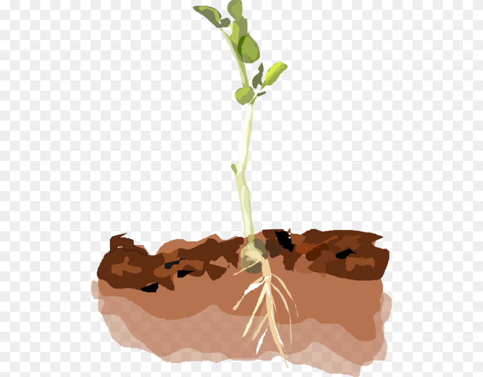 Plant In Soil Clipart, Sprout Free Png Download
