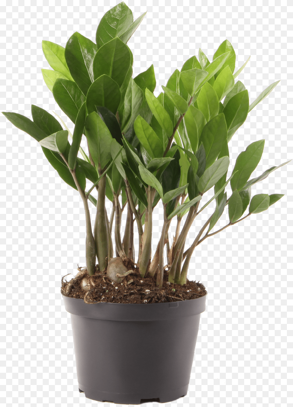 Plant Indoor Zamioculcas, Leaf, Potted Plant, Soil, Tree Png Image
