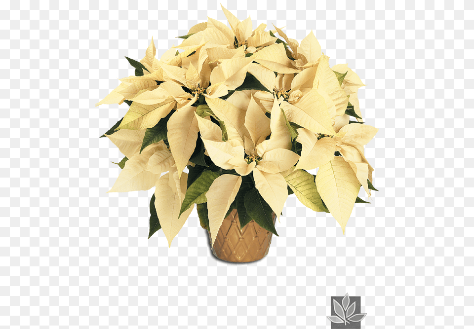 Plant Interscapes, Flower, Flower Arrangement, Flower Bouquet, Leaf Png Image