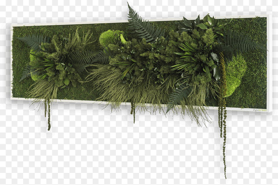 Plant Island Picture Stylegreen Verticale Tuin, Fern, Vegetation, Tree, Moss Free Png Download