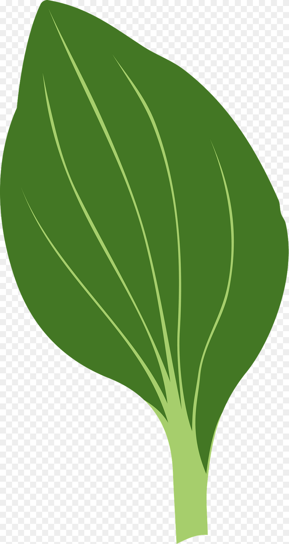 Plant Leaf Clipart, Food, Leafy Green Vegetable, Produce, Vegetable Png Image