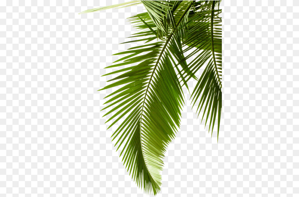 Plant Leaf Photography Tree Arecaceae Palm Leaves Clipart Palm Leaf Transparent Background, Palm Tree, Summer, Rainforest, Vegetation Free Png Download