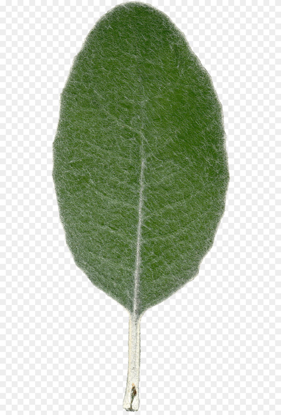 Plant Leaf Texture Front View By Hhh316 Common Sage, Tree, Herbal, Herbs Free Png Download