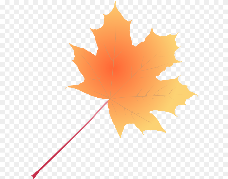 Plant Leaf Tree Clipart Maple, Maple Leaf, Adult, Female, Person Png