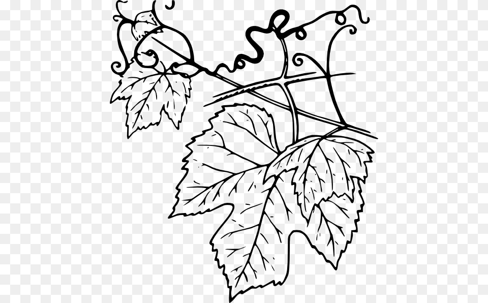 Plant Leaves Clip Art, Leaf, Drawing Png Image