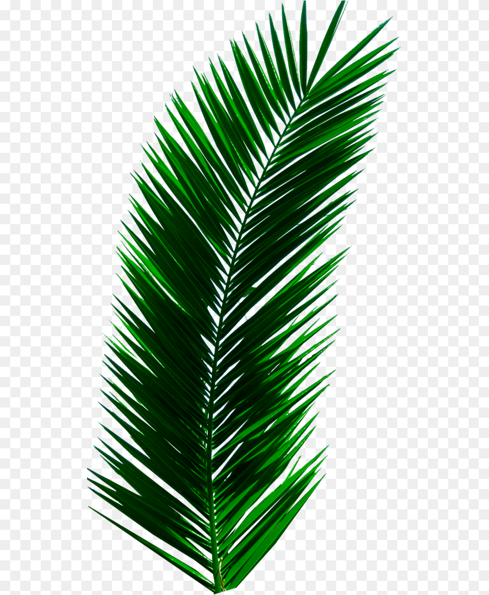 Plant Leaves Palm Tree Green Nature Aesthetic Palm Tree Leaf, Palm Tree Free Png