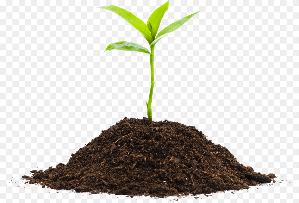 Plant Life Cycle Compost Plants, Cup, Beverage, Coffee, Coffee Cup Free Png