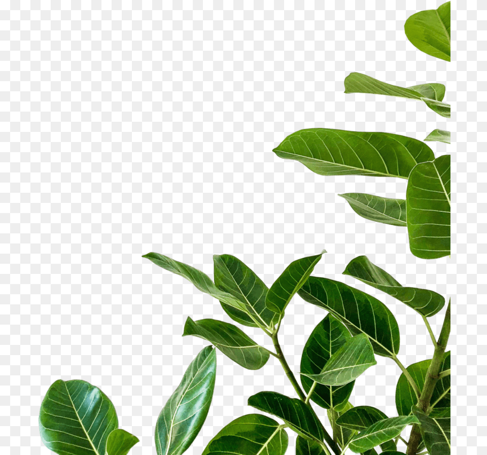 Plant Minimalist White Background Iphone, Green, Leaf, Potted Plant, Vegetation Free Png
