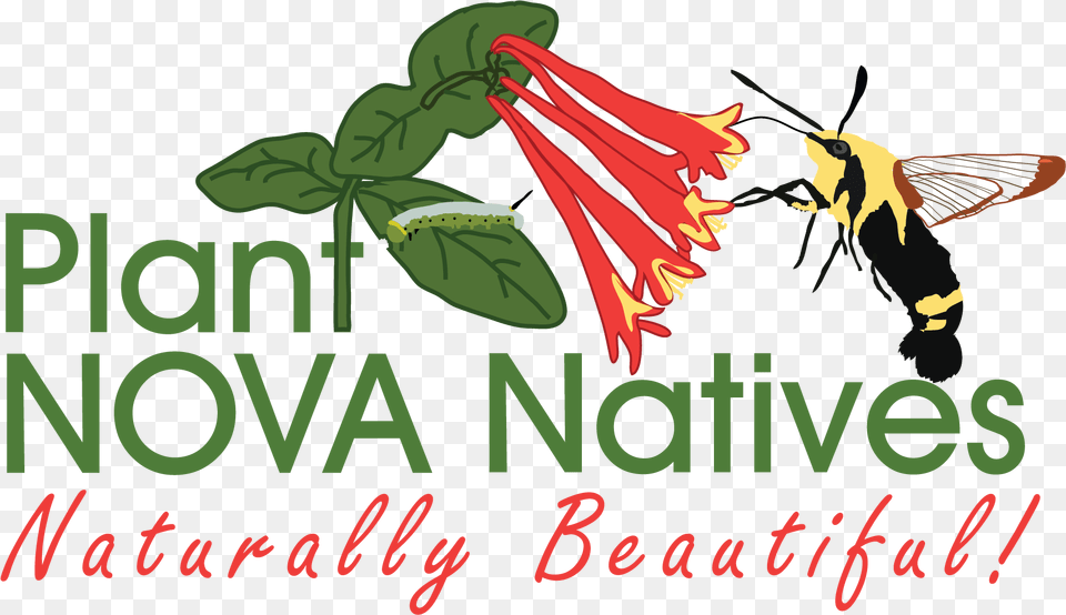 Plant Nova Natives, Flower, Animal, Bird, Herbal Free Png Download