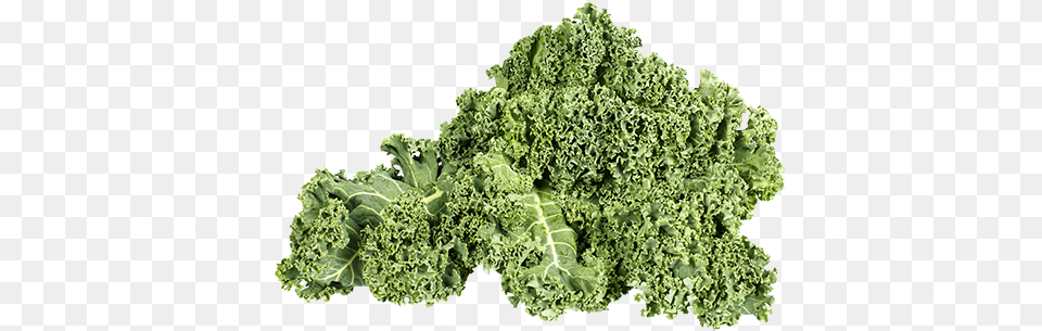 Plant On Mbtskoudsalg Image Freeuse Curly Kale, Food, Leafy Green Vegetable, Produce, Vegetable Free Png
