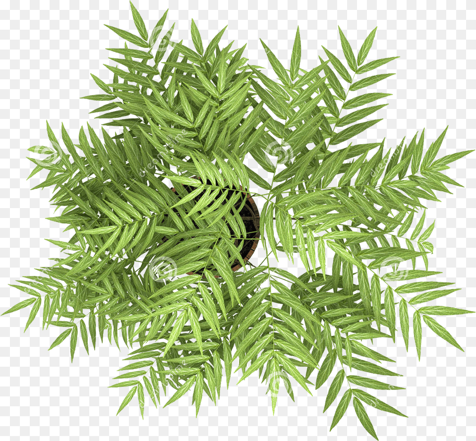 Plant Overlooking Photography Tree The Flowers Stock Top View Interior Plant Png Image
