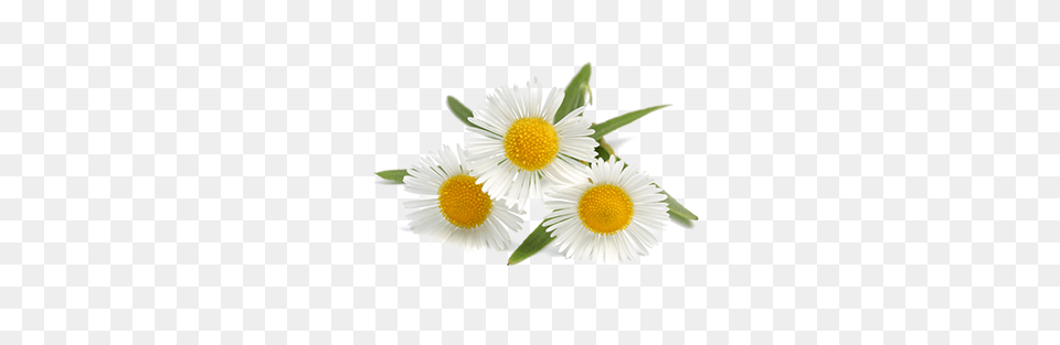 Plant Oxeye Daisy German Chamomile Tea Chamomile Flower Extract, Anemone Png Image