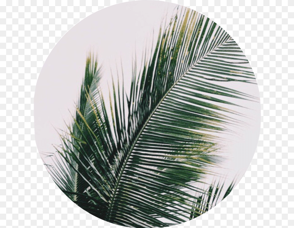 Plant Palmtree Nature Plants Leaves Leaf Tumblr Plants Iphone Home Screen, Palm Tree, Tree, Photography, Vegetation Png Image