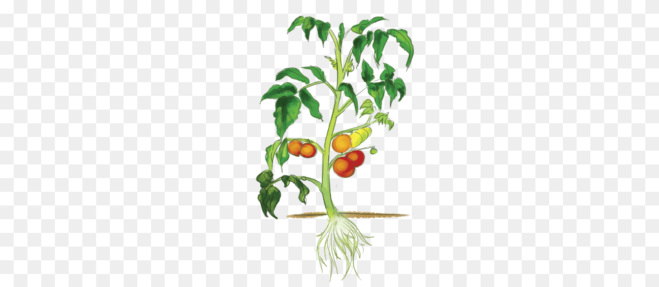 Plant Parts Ews Plant Doctor, Carrot, Food, Produce, Vegetable Free Transparent Png