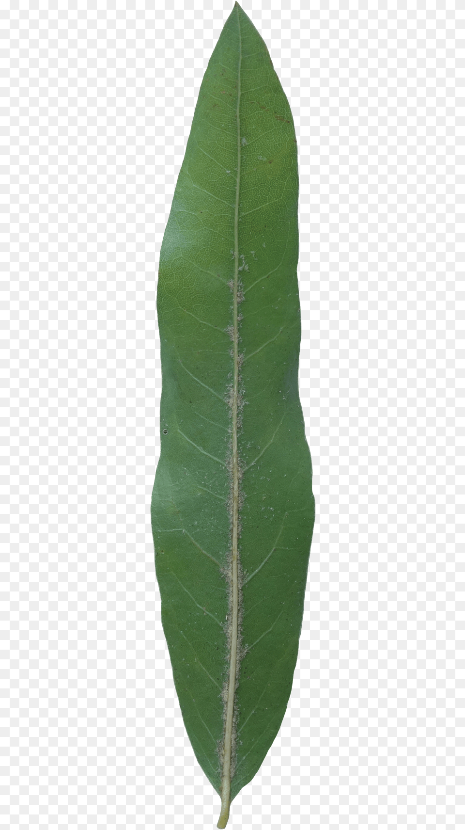 Plant Pathology, Leaf, Tree Free Png