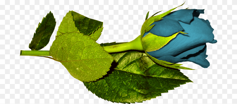 Plant Pathology, Bud, Flower, Leaf, Rose Free Png Download