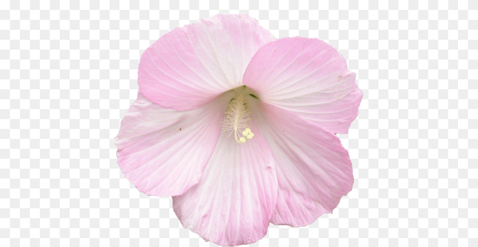 Plant Pink Flowers, Flower, Anther, Hibiscus, Petal Free Png Download