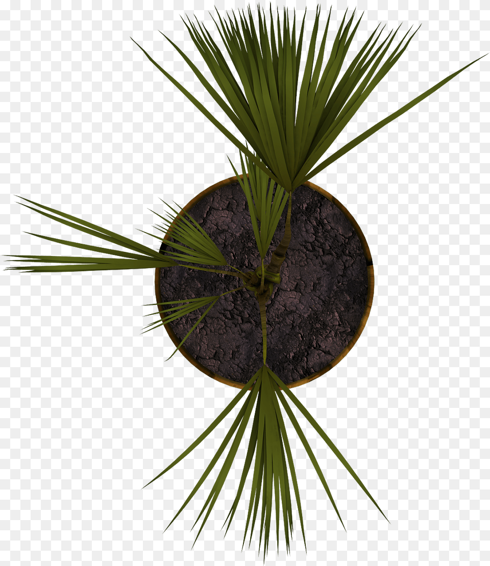 Plant Planta En Planta, Palm Tree, Potted Plant, Tree, Pottery Png