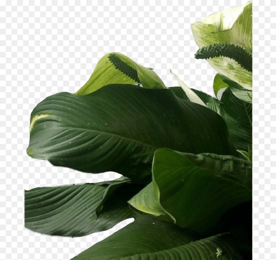 Plant Plants Leaf Leaves Aesthetic Green Freetoedit Aesthetic Green Leaves, Flower, Potted Plant, Araceae Free Transparent Png