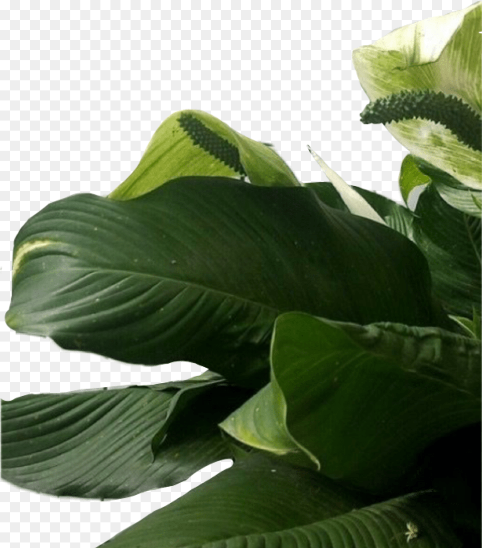 Plant Plants Leaf Leaves Aesthetic Green Freetoedit Leaf Aesthetic Background, Flower, Potted Plant, Araceae Png