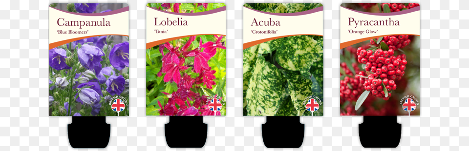 Plant Pot Labels Foraging For Beginners Simple Guide To Foraging Edible, Flower, Geranium, Vegetation, Herbal Png