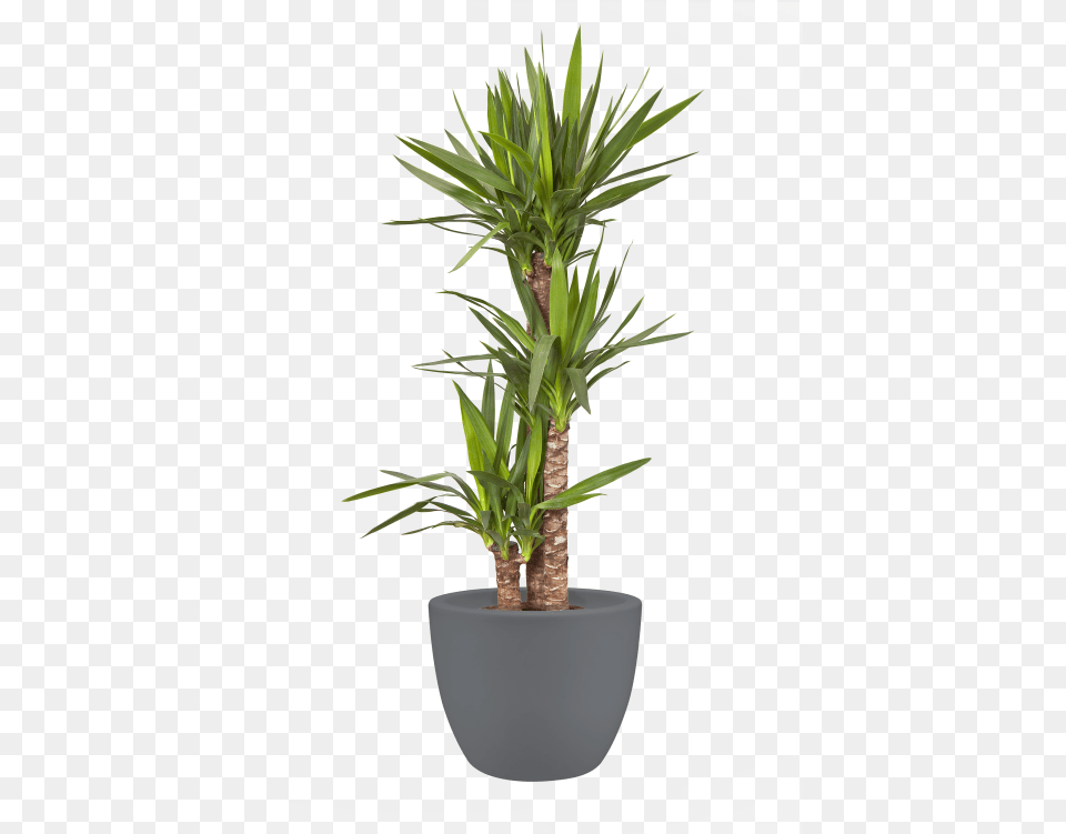 Plant Pot Large, Palm Tree, Potted Plant, Tree Png Image
