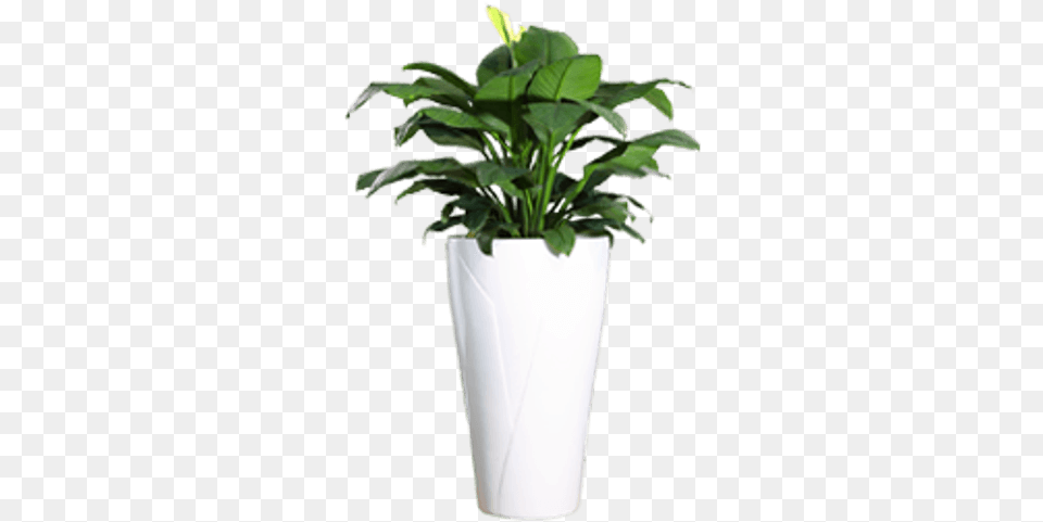 Plant Pot Plant In Pot, Jar, Planter, Potted Plant, Pottery Png