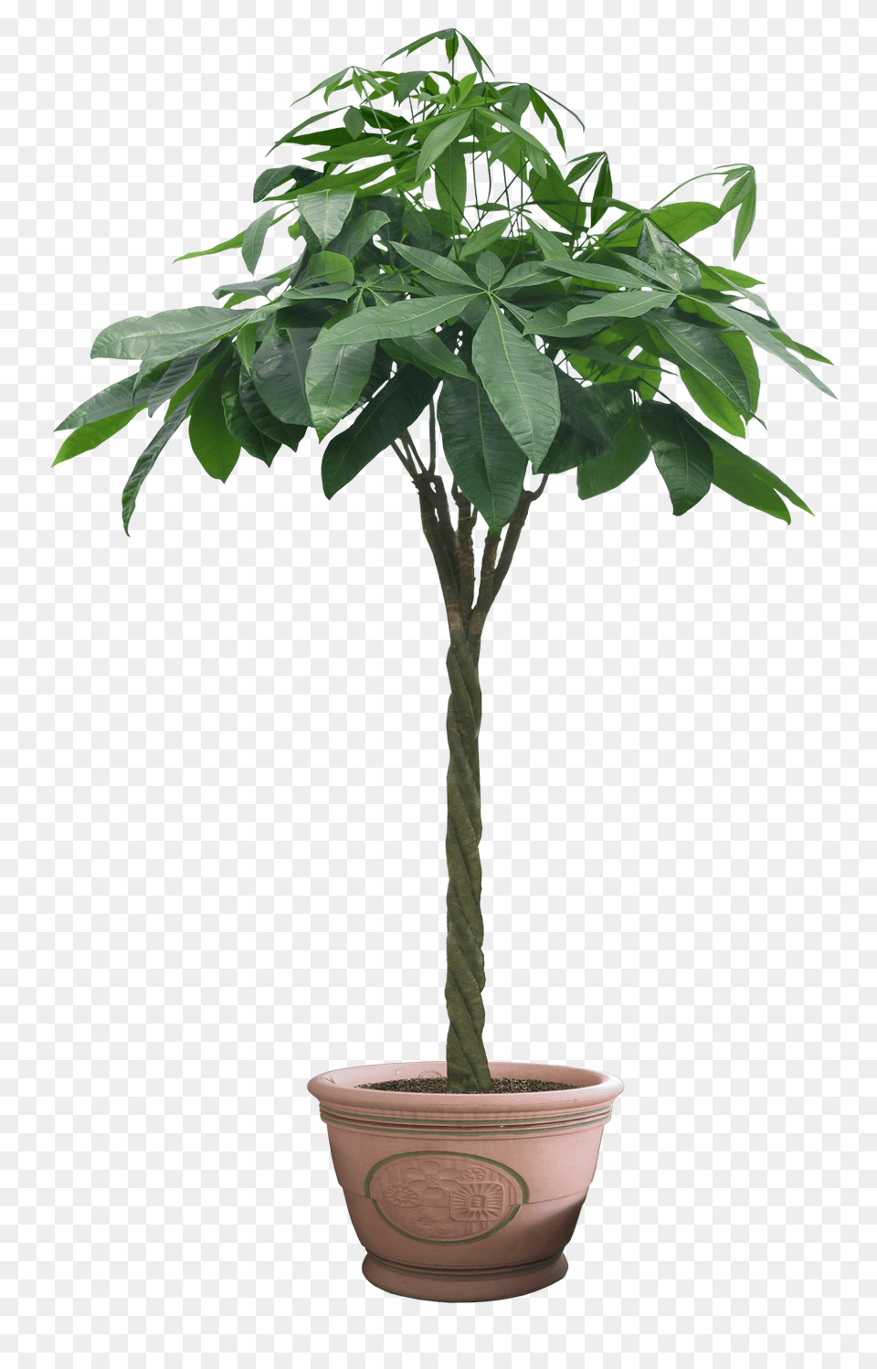 Plant Potted Flower Image Potted Tree, Leaf, Potted Plant, Bonsai Free Transparent Png