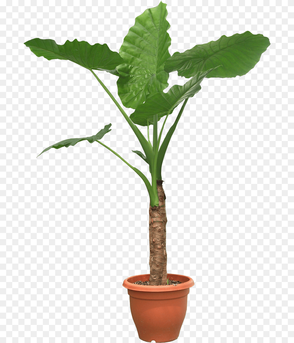 Plant Potted Transparent Pot Plants, Leaf, Palm Tree, Potted Plant, Tree Free Png