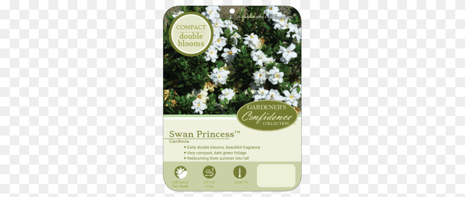 Plant Profile The Swan Princess, Advertisement, Flower, Herbal, Herbs Free Png Download