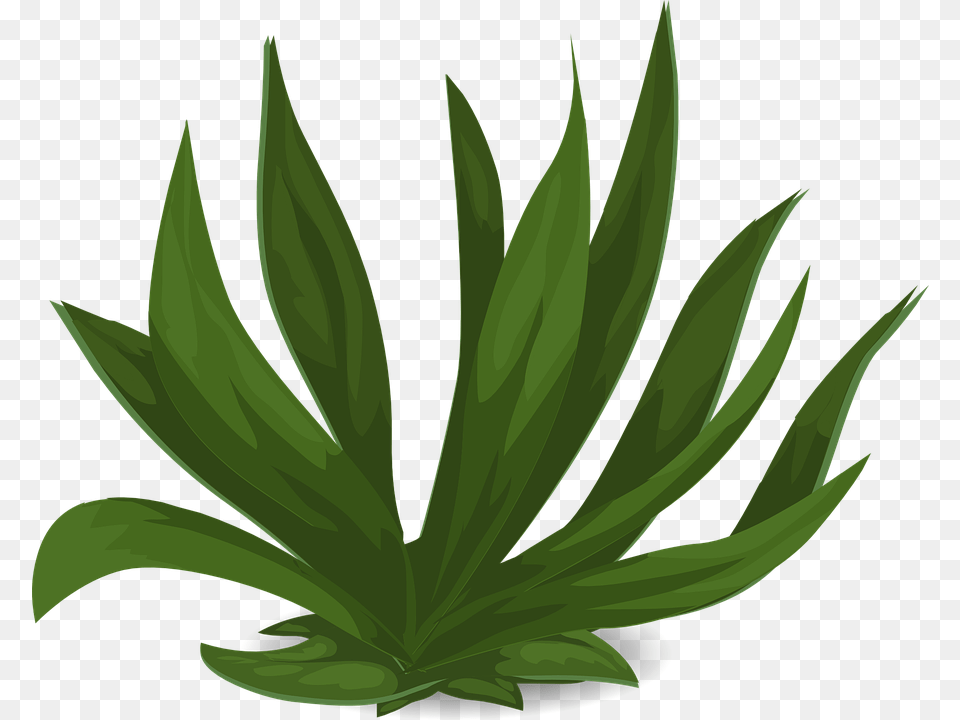 Plant Protection Plants, Green, Leaf, Herbal, Herbs Png Image