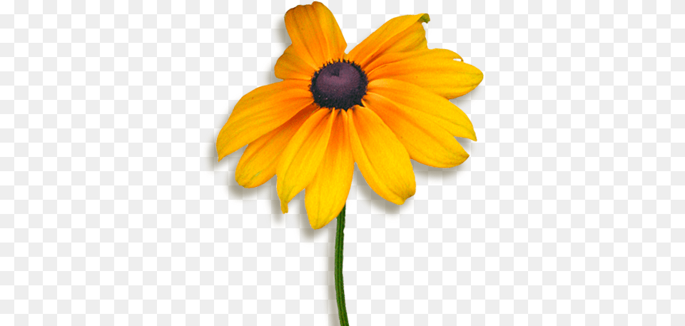 Plant Resource Faq, Daisy, Flower, Petal, Sunflower Free Png