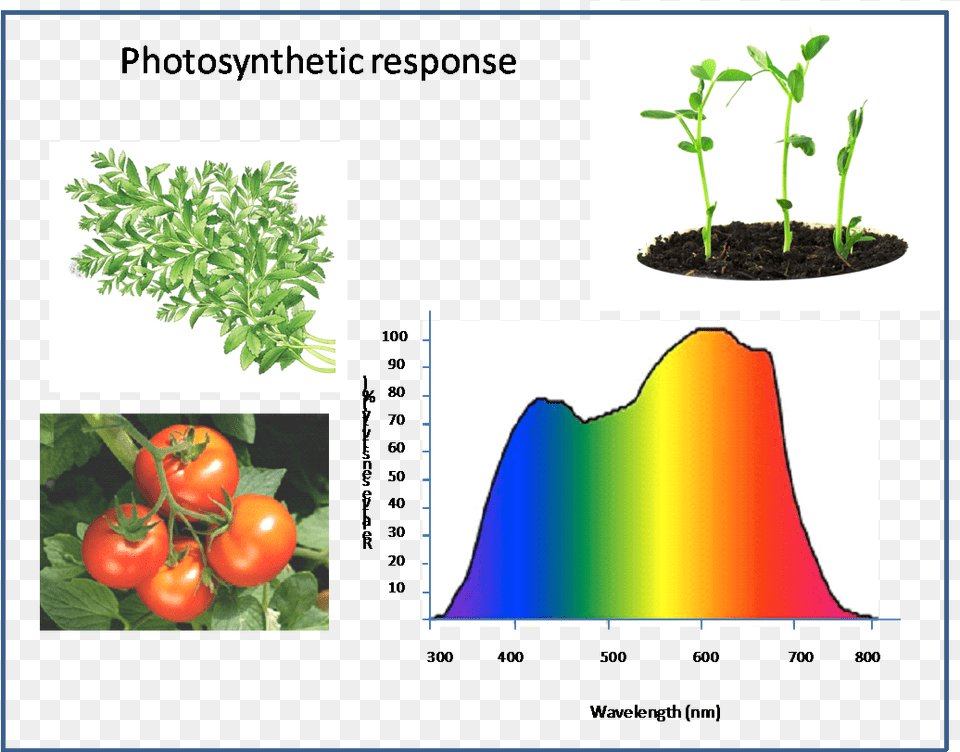 Plant Response In Photosynthetically Active Radiation Gardening How To Grow Your Own Garden In 5 Days Gardening, Leaf, Herbs, Potted Plant, Herbal Png
