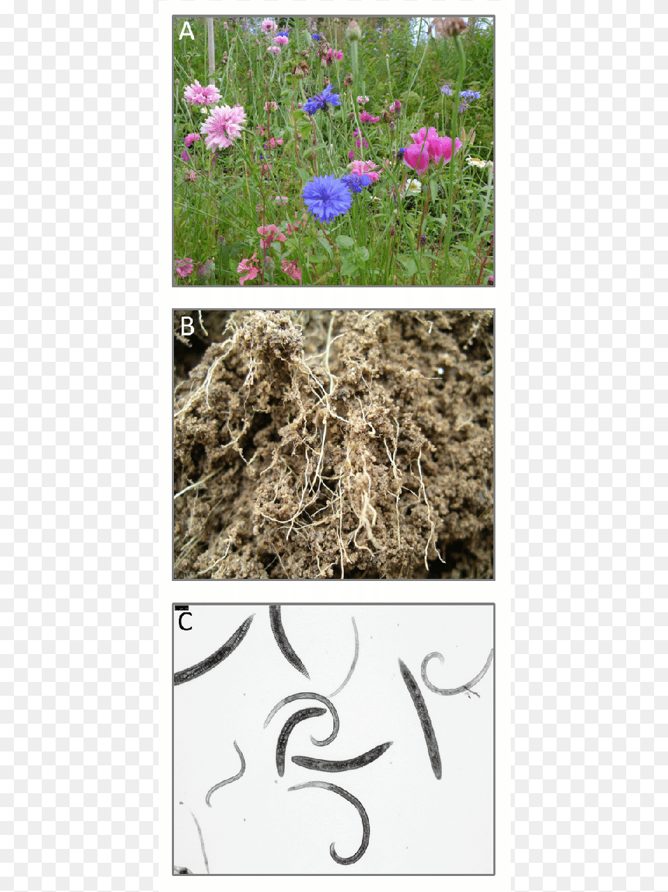 Plant Root Traits Are Important Drivers Of Soil Food Gif, Petal, Flower, Geranium, Art Free Png Download