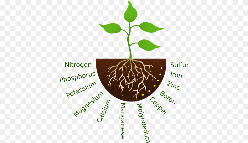 Plant Roots Plant Clipart With Roots, Root, Leaf Free Png