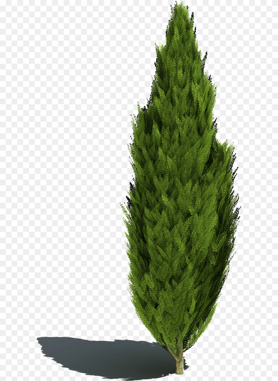 Plant Shrub Landscape Sketch Tree Bush Photoshop, Conifer, Fir, Pine, Green Free Png