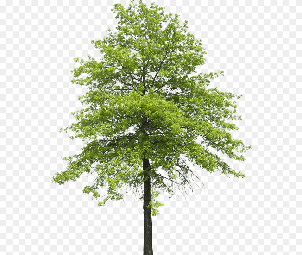 Plant Shrub Transpiration Nature Tree Arboles Clipart Arbol Sin Fondo, Maple, Oak, Sycamore, Tree Trunk Png