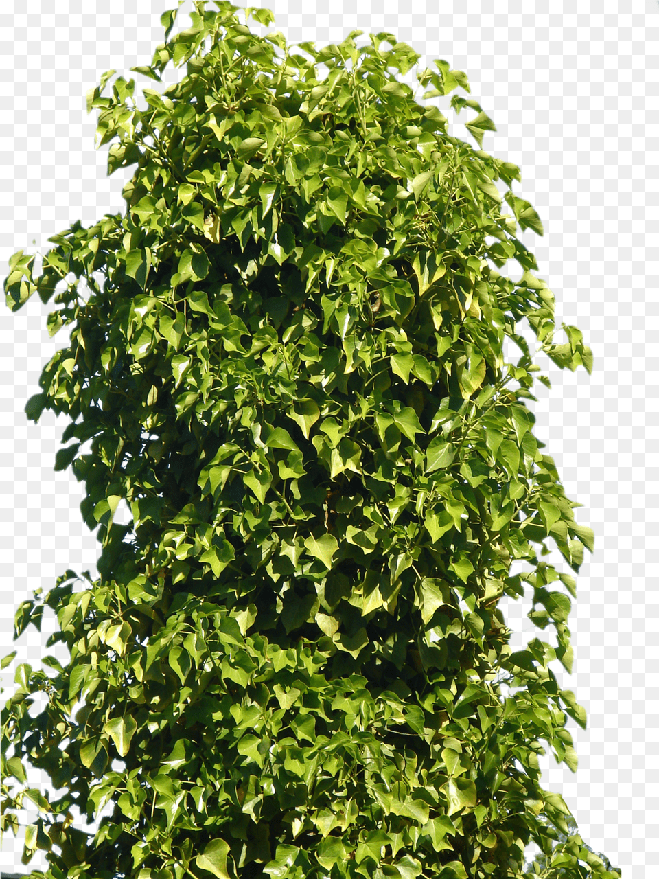Plant Shrub Tree Shrub, Green, Leaf, Potted Plant, Vine Png