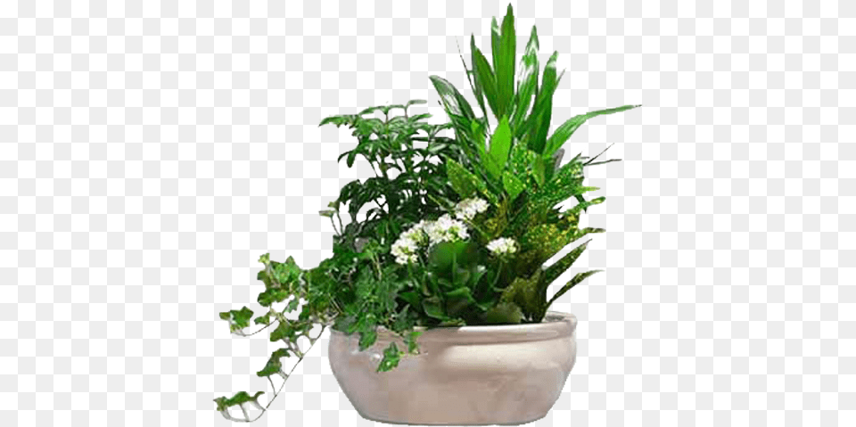 Plant Side View, Flower, Pottery, Potted Plant, Planter Free Transparent Png