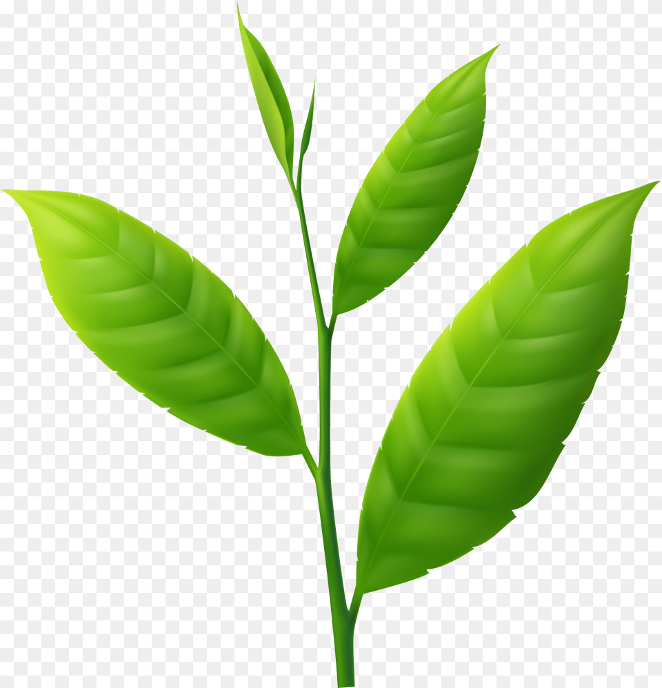 Plant Small Png Image