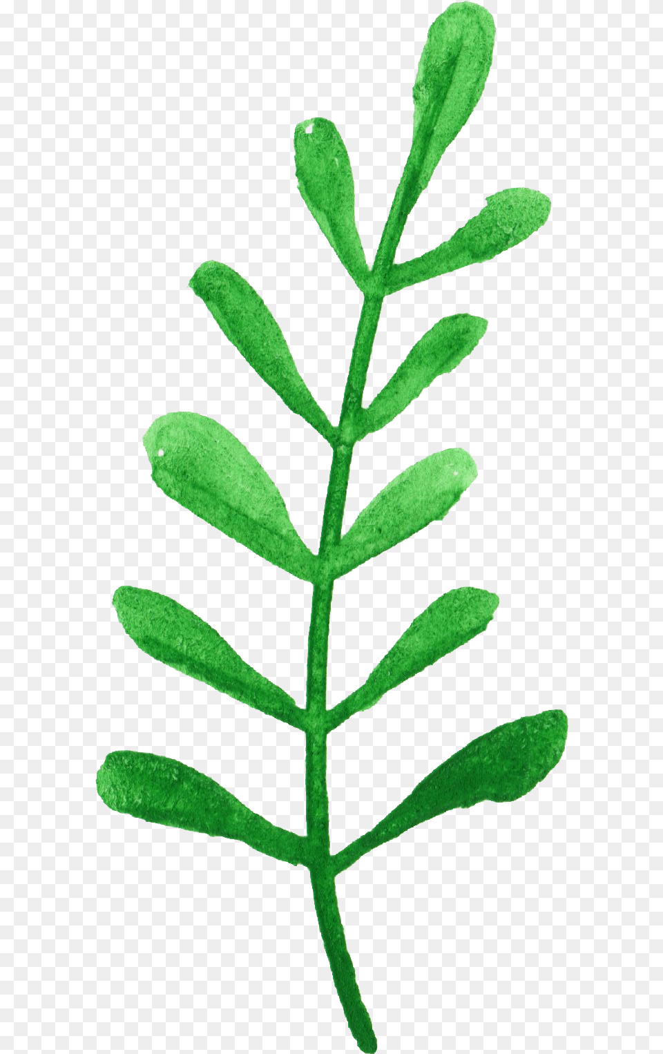Plant Stem, Herbal, Herbs, Leaf, Astragalus Free Png Download