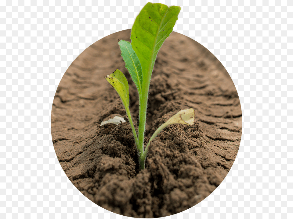 Plant Stem, Soil, Leaf, Sprout Free Transparent Png