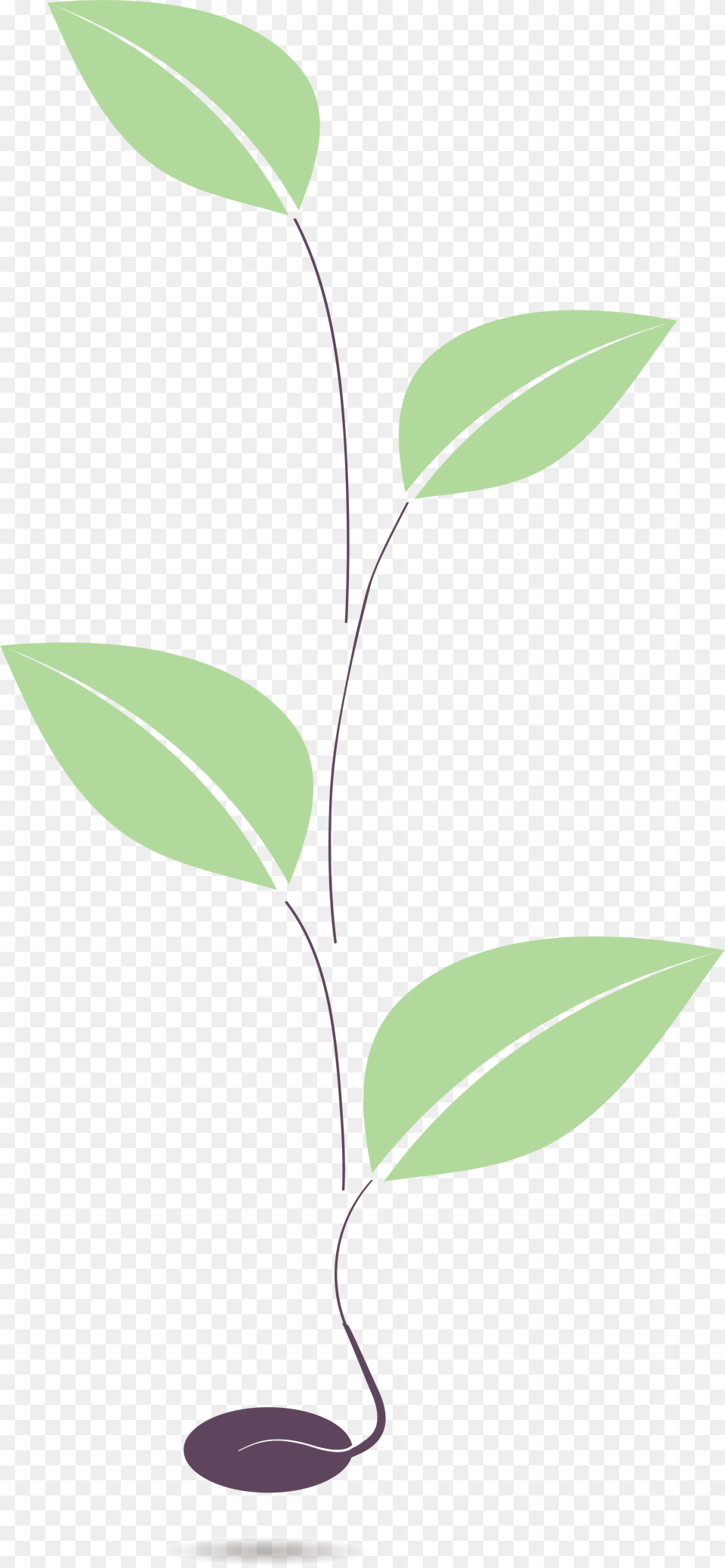 Plant Stem, Green, Leaf, Herbs, Herbal Png