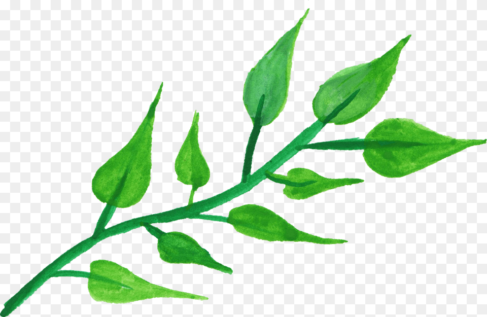 Plant Stem Transparent Leaf Watercolor, Tree, Annonaceae, Bud, Flower Free Png Download