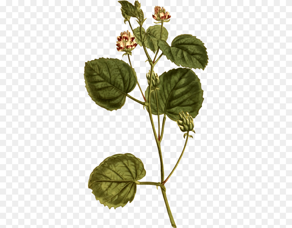 Plant Stemherbplant Psoralea Corylifolia Illustration, Sprout, Leaf, Herbs, Herbal Png