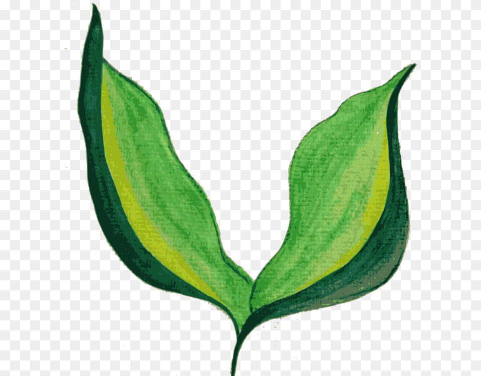 Plant Stemplantflower Painted Leaf Background, Tree, Annonaceae, Bud, Flower Free Transparent Png
