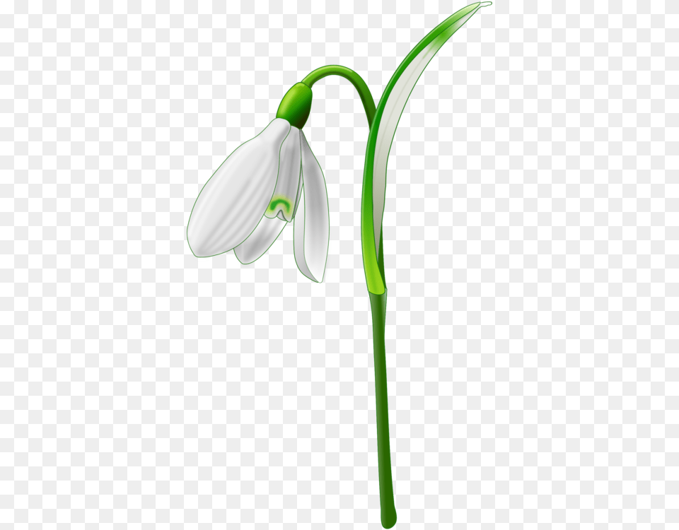 Plant Stemplantflower Snowdrop Clipart, Amaryllidaceae, Flower, Petal, Bow Free Transparent Png