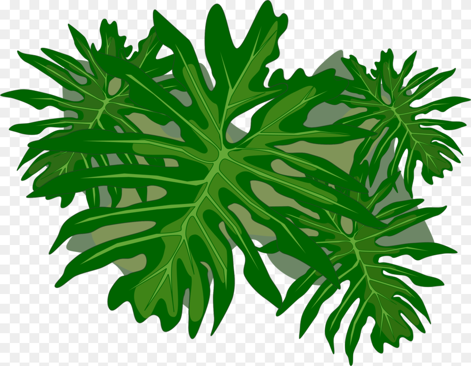 Plant Stemtreeplant Philodendron, Green, Leaf, Vegetation, Fern Png Image